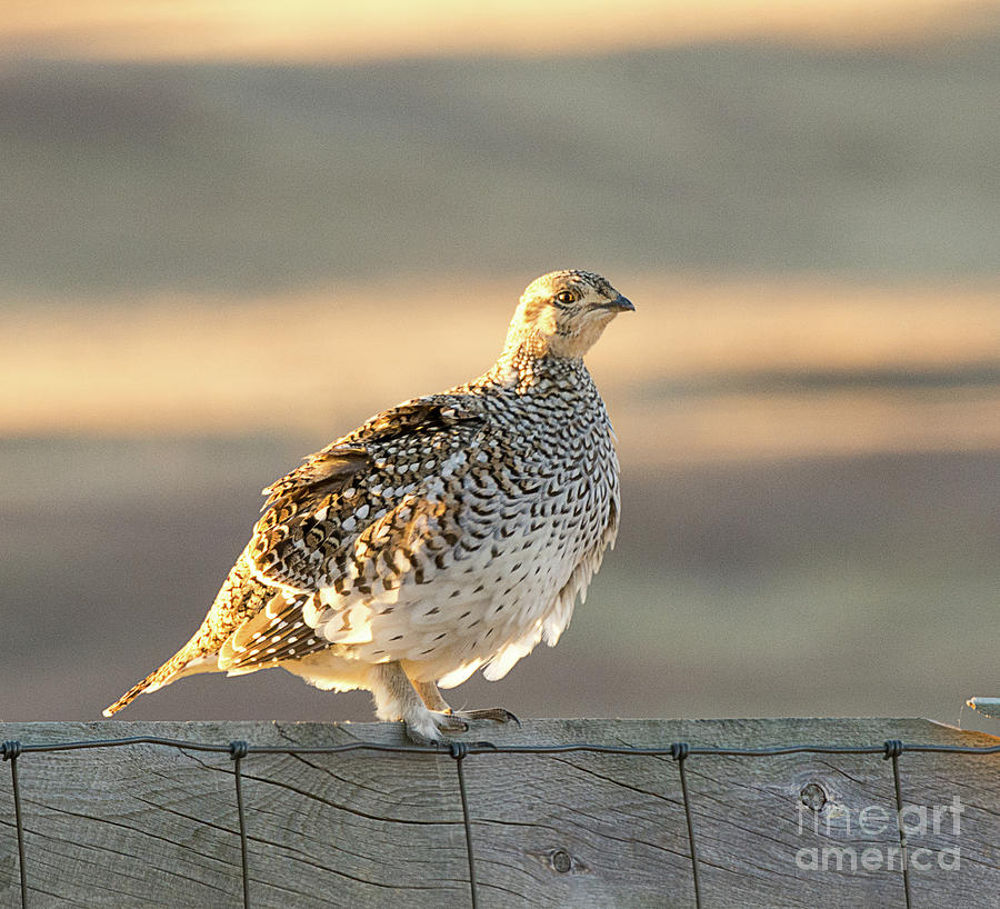 Nature Photograph - Sharp Tailed Grouse #2 by Dennis Hammer