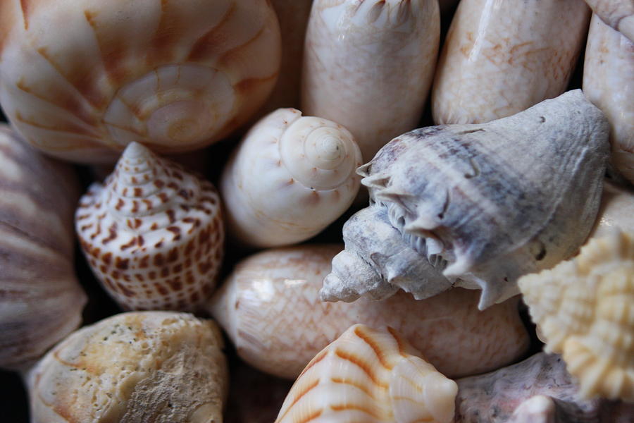 She Sells Seashells By The Seashore Photograph