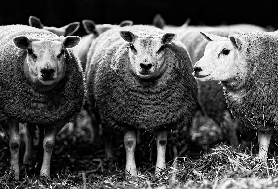 Sheep #2 Photograph by David Harding