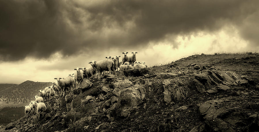 Sheep On A Mountain Ledge - Greece #2 Photograph by Mountain Dreams