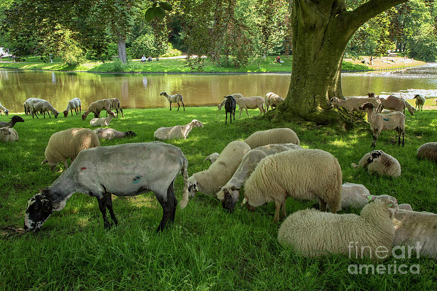 Shepherd in a park in Groningen, city Photograph by Patricia Hofmeester
