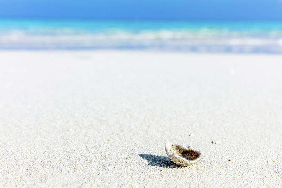 Shell, coral reef on sandy tropical beach in Maldives #3 Photograph by Michal Bednarek