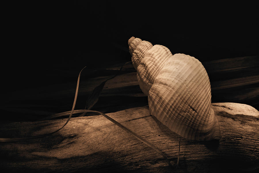 B W Photograph - Shell by Fraser Davidson B W Photograph - Shell by Fraser Davidson
