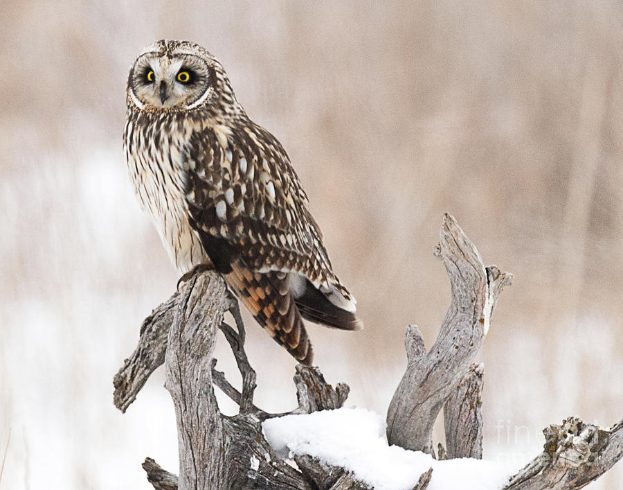 Short Eared Owl Hunting #2 Photograph by Dennis Hammer