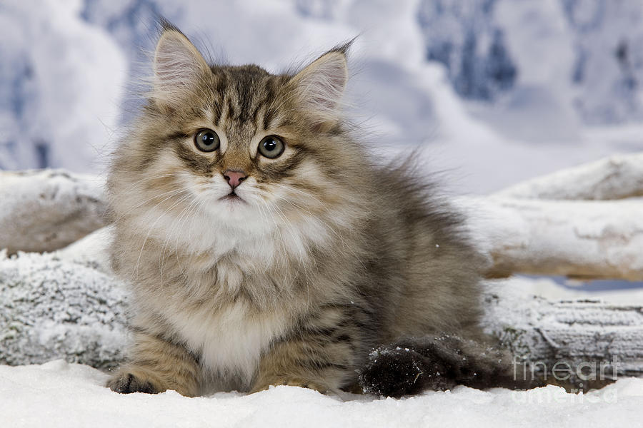 Winter Photograph - Siberian Cat #2 by Jean-Michel Labat