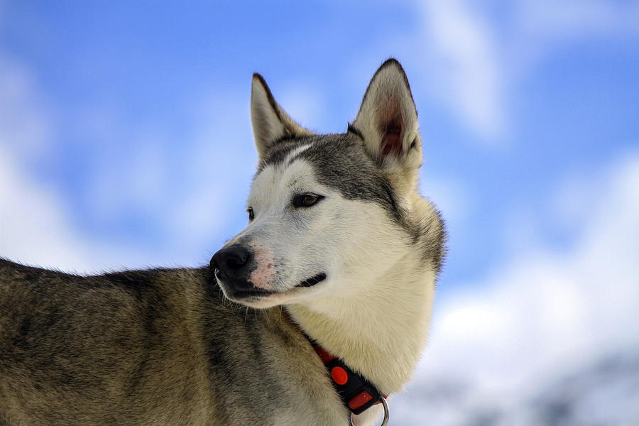 Siberian husky dog portrait #1 Photograph by Elenarts - Elena Duvernay photo