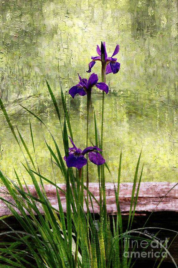 Siberian Iris   Photograph by Yumi Johnson