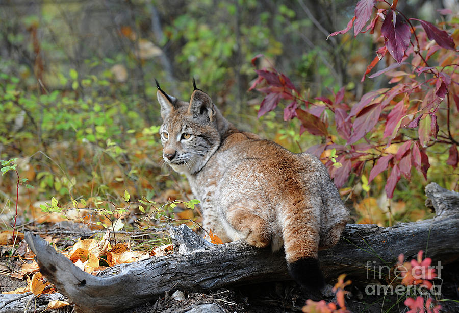 Siberian Lynx #2 Photograph by Dennis Hammer