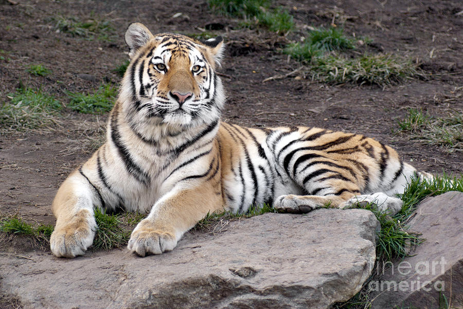 Siberian tiger #2 Photograph by Anthony Totah