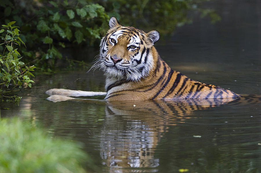Siberian Tiger Panthera Tigris Altaica Photograph by Konrad Wothe