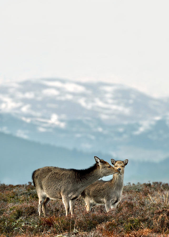 Sika Deer #2 Photograph by Gavin MacRae
