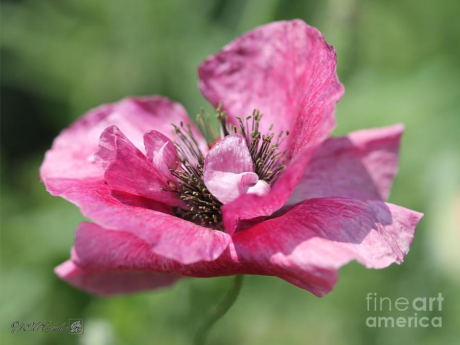Single Merlot Rose Wine Poppy from the Angels Choir Mix #3 Photograph by J McCombie