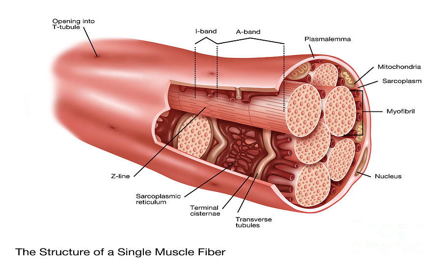 Single Muscle Fiber Structure #2 Photograph by Gwen Shockey