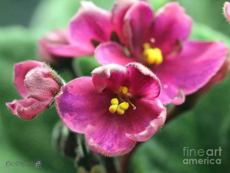 Single Rose Wine African Violet #4 Photograph by J McCombie