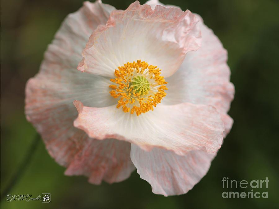 Single White and Coral Poppy from the Angels Choir Mix #1 Photograph by J McCombie