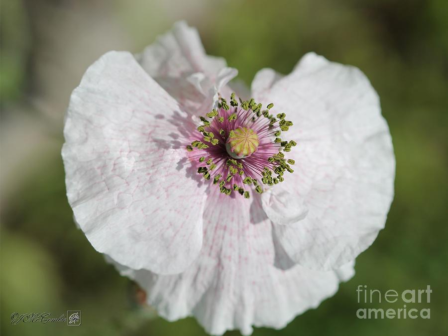 Single White Poppy from the Angels Choir Mix #4 Photograph by J McCombie