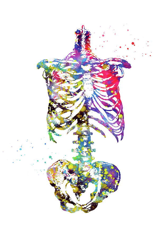 skeleton torso drawing