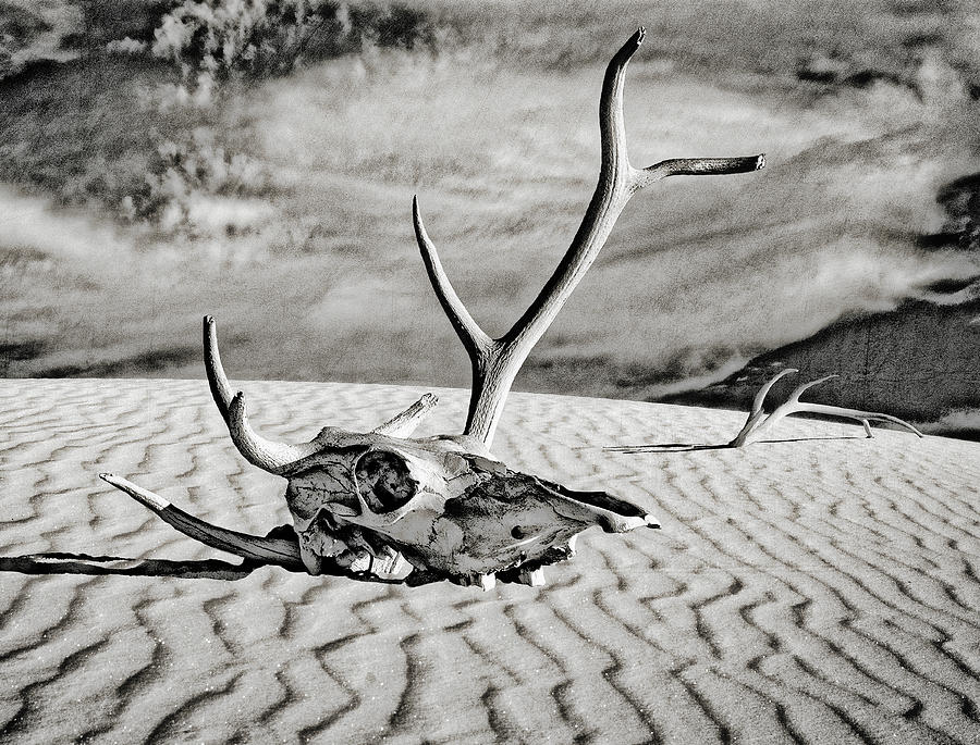 Skull and Antlers #2 Digital Art by Sandra Selle Rodriguez