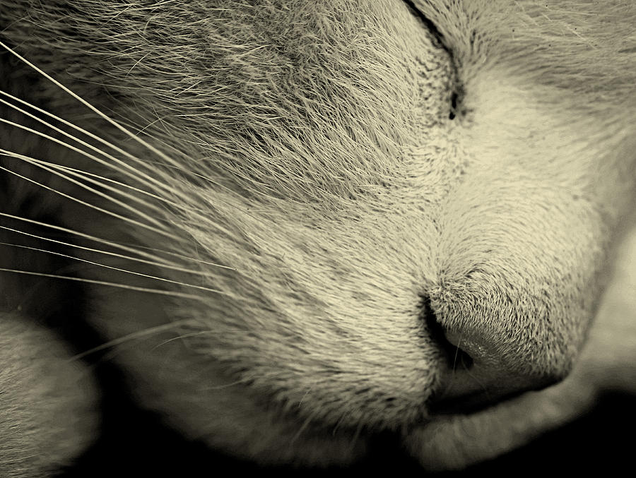 Black And White Photograph - Sleeping Cat #2 by Martin Newman