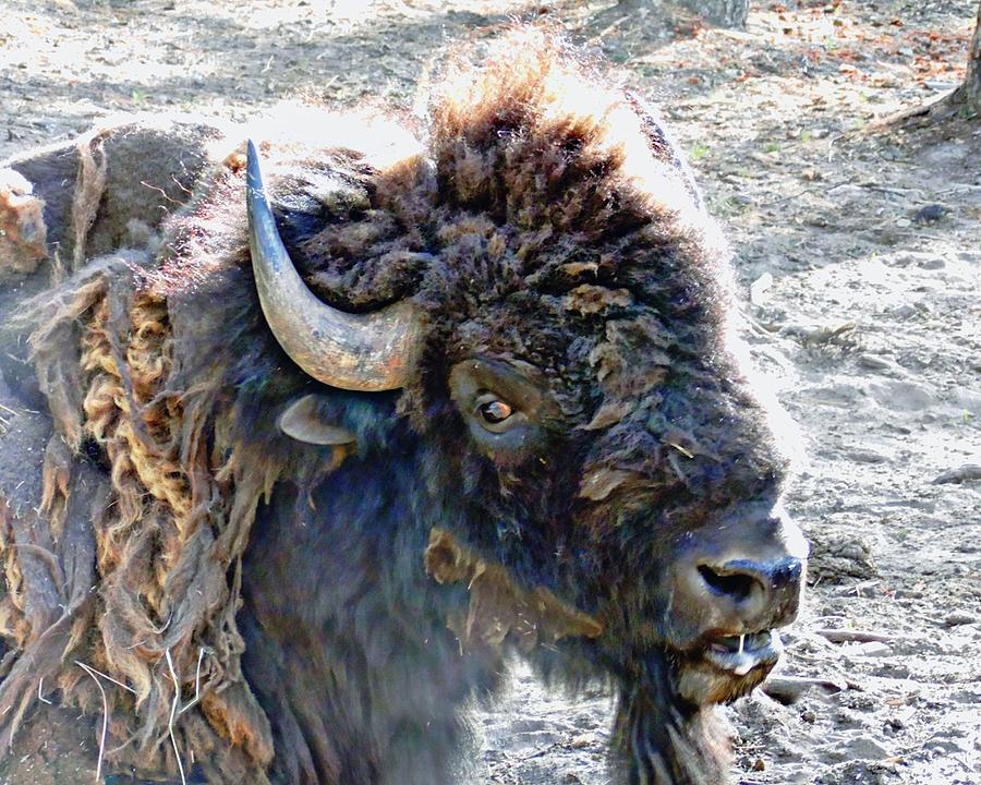 Slobbering Buffalo #2 Photograph by Joe Duket