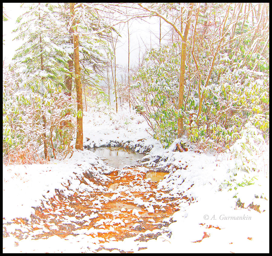 Small Mountain Stream in Winter #2 Photograph by A Macarthur Gurmankin