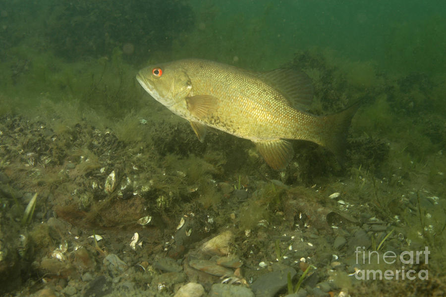 Smallmouth Bass Protecting Eggs Photograph by Ted Kinsman Fine Art