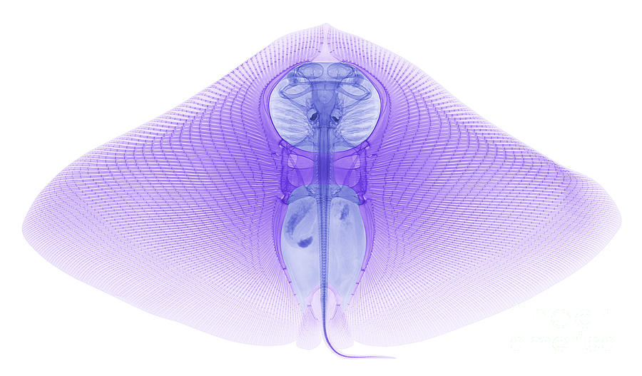 Smooth Butterfly Ray, X-ray #2 Photograph by Ted Kinsman