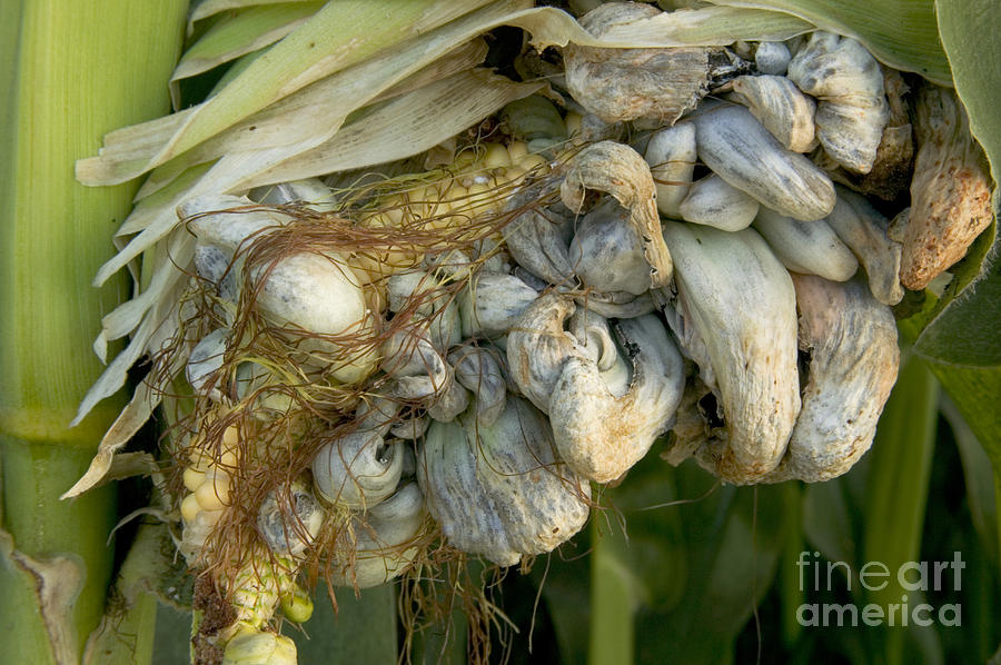 Smut Gall Fungus On A Corn Ear Photograph by Inga Spence