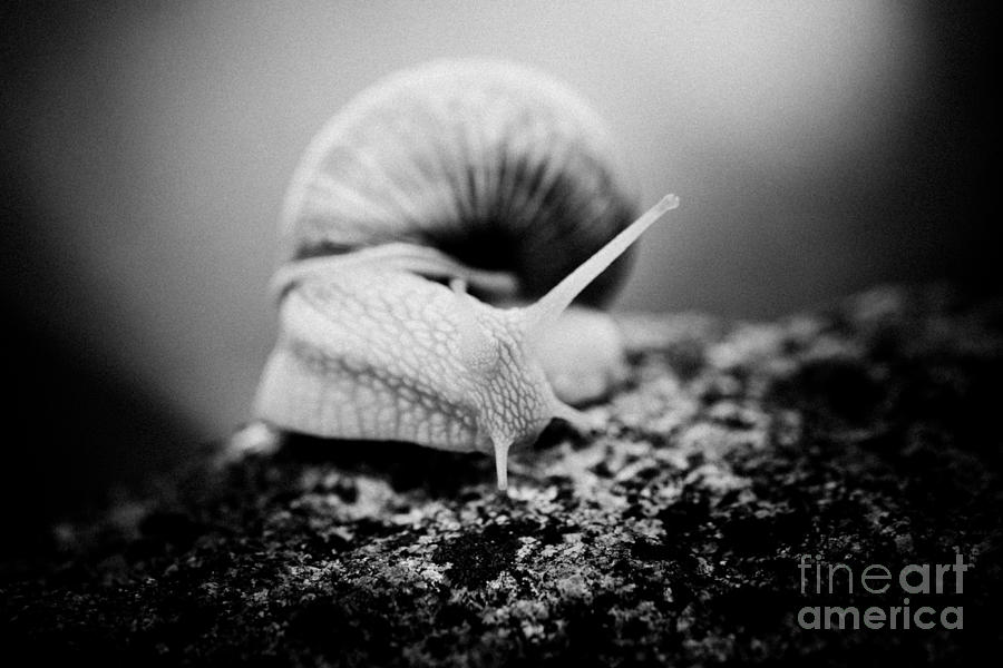 Snail crawling on the stone Artmif #2 Photograph by Raimond Klavins