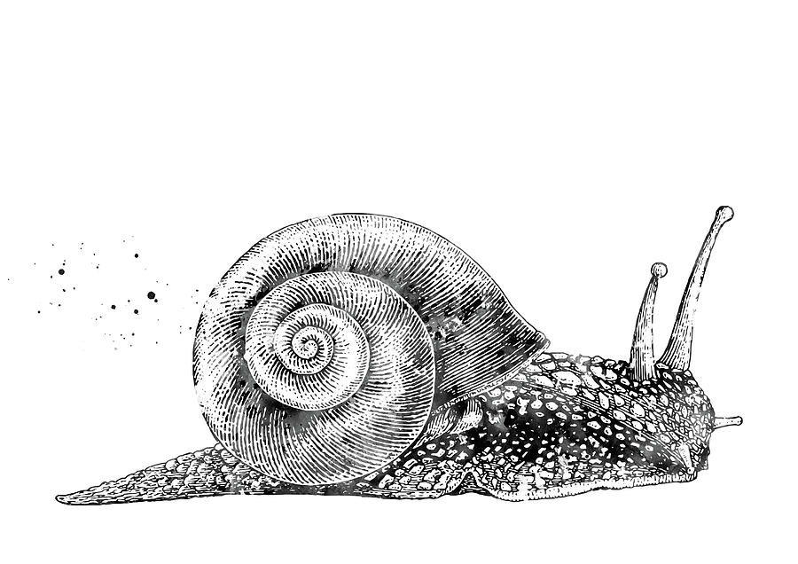 Snail Digital Art by Erzebet S - Fine Art America