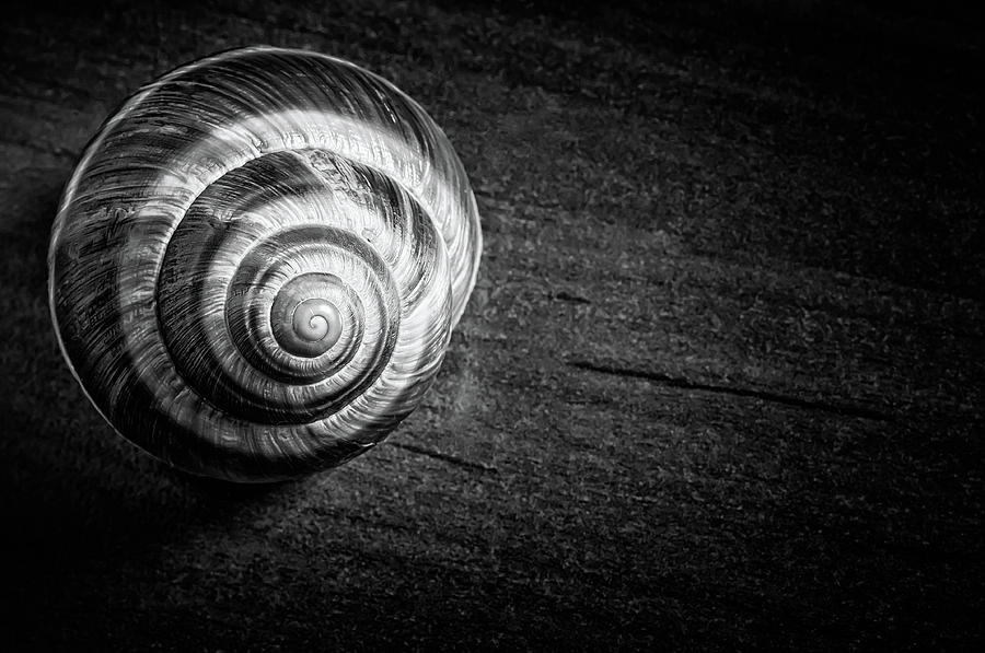 Snail Shell #2 Photograph by Alain De Maximy