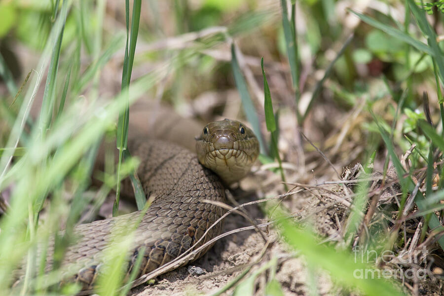 Snake Photograph by Jeannette Hunt