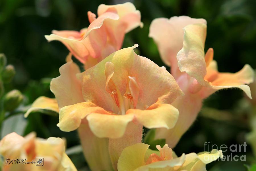 Snapdragon named Twinny Peach #5 Photograph by J McCombie