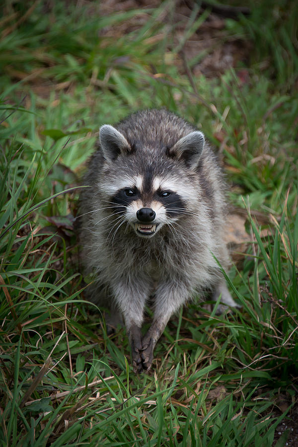 Snarling Raccoon #2 Photograph by Joye Ardyn Durham