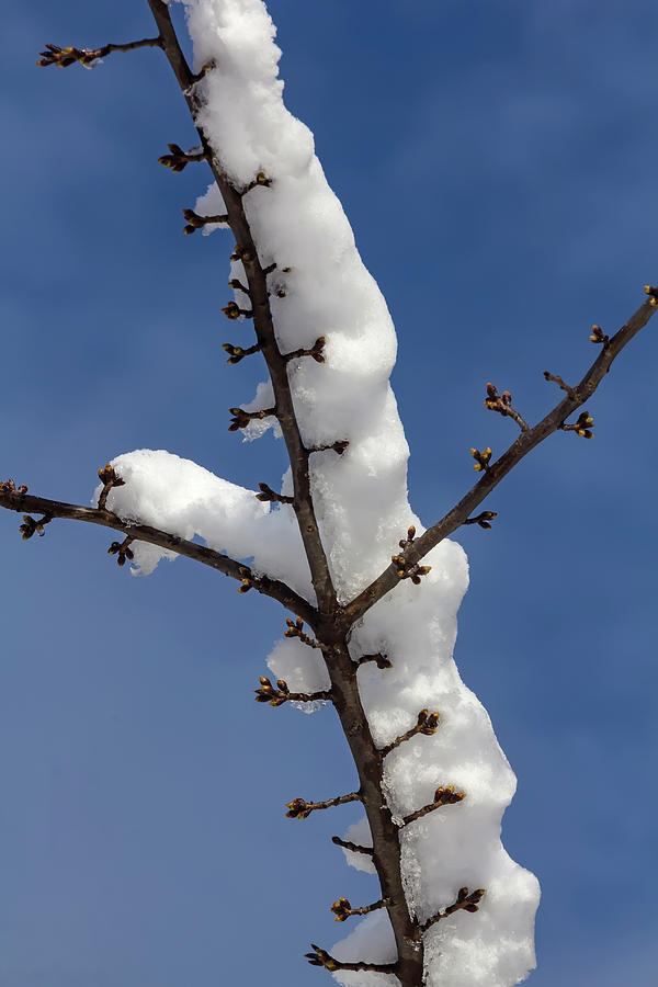 Snow and Branch #2 Photograph by Robert Ullmann