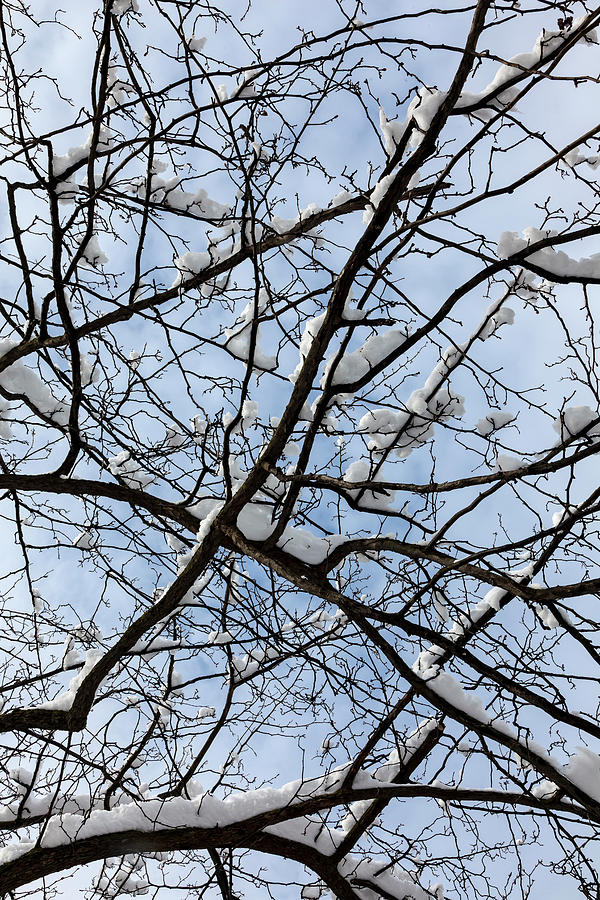 Snow Branches and Sky #2 Photograph by Robert Ullmann