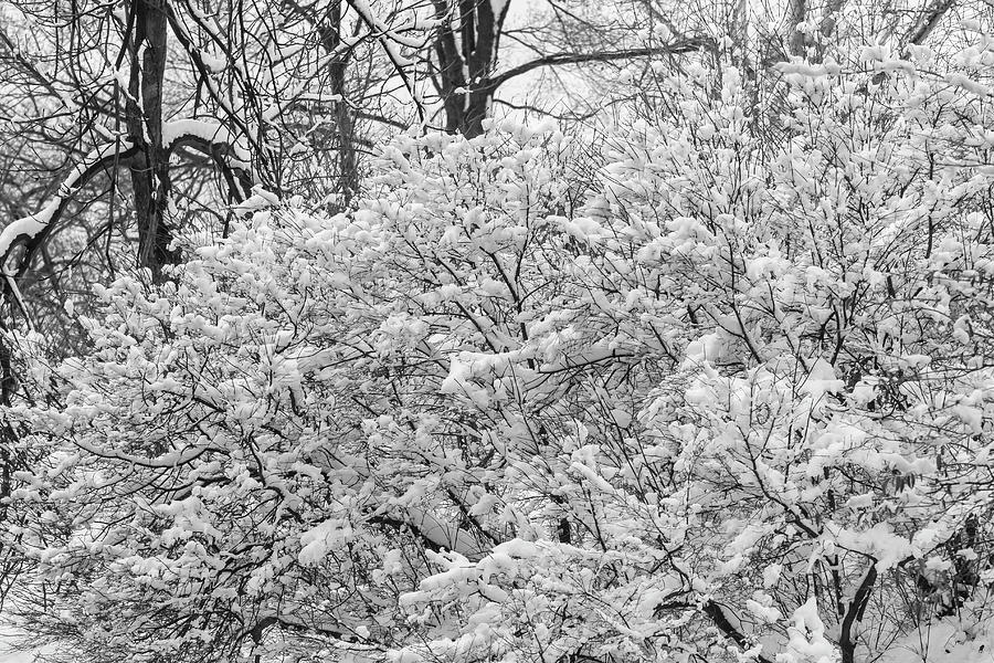 Snow Branches and Trees #2 Photograph by Robert Ullmann