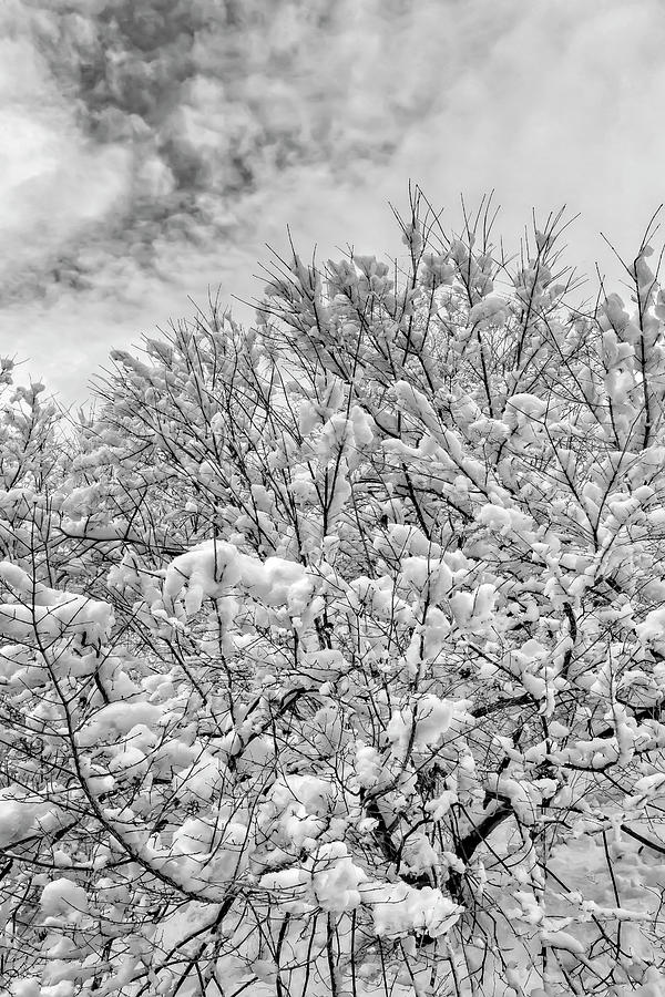 Snow Clouds and Branches #2 Photograph by Robert Ullmann