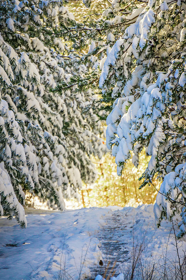 Snow Covered Hiking Path In The Forest #2 Photograph by Alex Grichenko