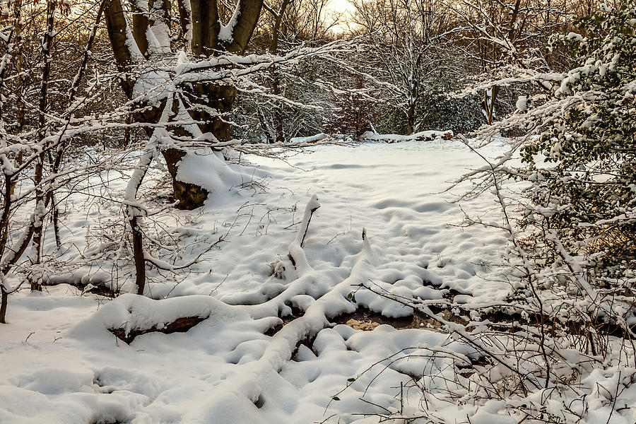 Nature Photograph - Snow Covered Woodland  #2 by Gary Rayner