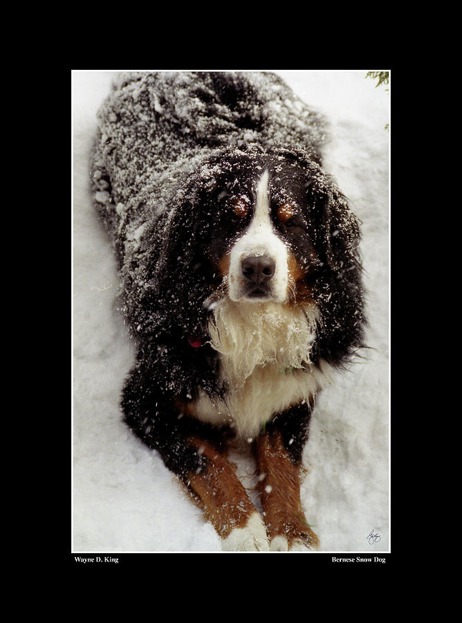 Snow Dog #2 Photograph by Wayne King