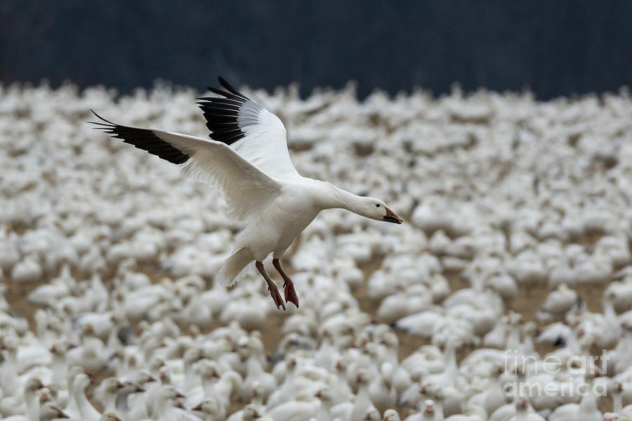 Snow Geese - Middle Creek, PA #2 Photograph by Craig Shaknis