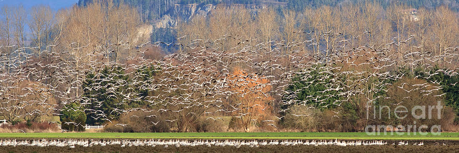 Goose Photograph - Snow geese #2 by Tim Hauf