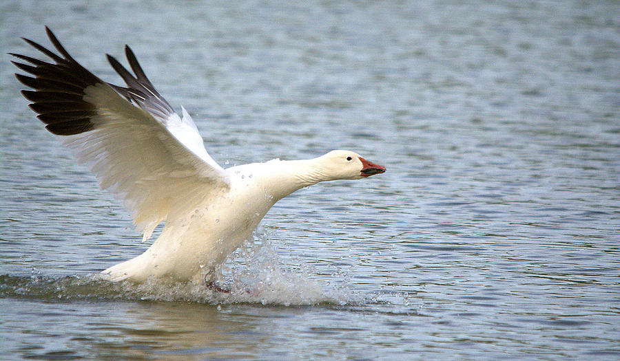 Goose Photograph - Snow Goose Water Landing Sequence #2 by Roy Williams