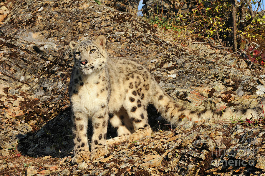Snow Leopard #2 Photograph by Dennis Hammer