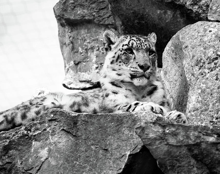 Snow Leopard #2 Photograph by Ed James