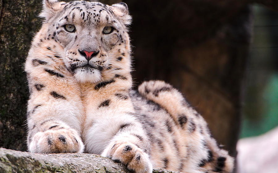 Wildlife Photograph - Snow Leopard #2 by Jackie Russo