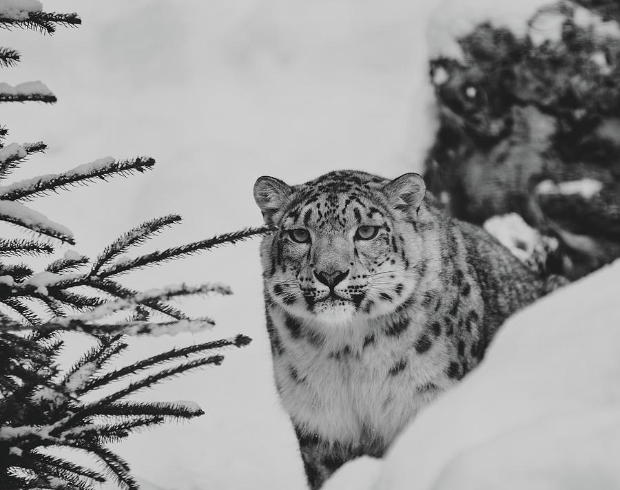 Snow Leopard #2 Photograph by Mountain Dreams
