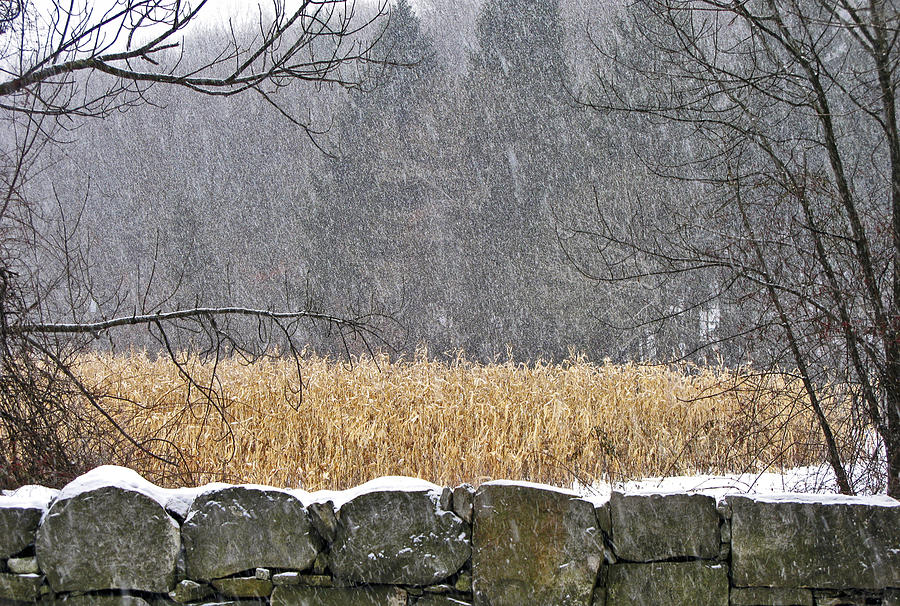 Snow on Corn Field #2 Photograph by Frank Winters