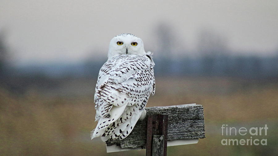Snow Owl #2 Photograph by Erick Schmidt